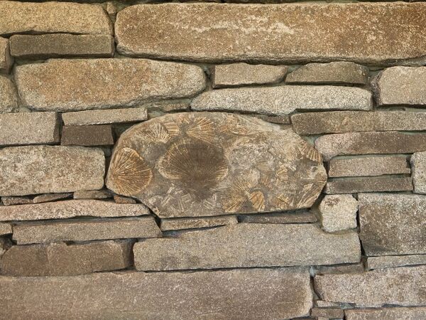 Excelsior Project - Lesley